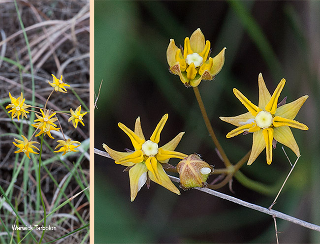 Asclepias aurea